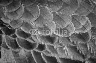 The beauty of the colors and designs of peacock feathers.