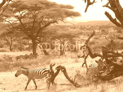 Zebras in the Serengeti scratching on a dead tree.