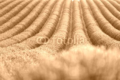 Lavender field during sunrise
