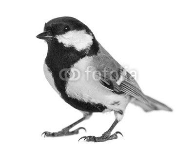 Male great tit, Parus major, isolated on white