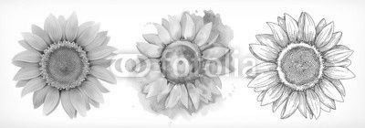 Sunflower, different styles, vector drawing, icon set
