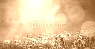 Frühlingswiese mit Löwenzahn und einer Biene im Sonnenschein