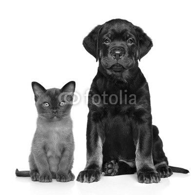Cat and dog together