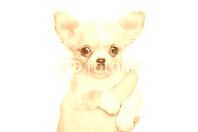 Chihuahua puppy