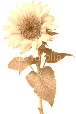 sunflower isolated