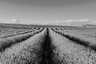 panorama of lavender of Provence in France
