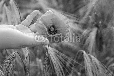 Woman holds red poppy in a hand in the field in summertime