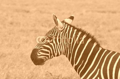 zebra