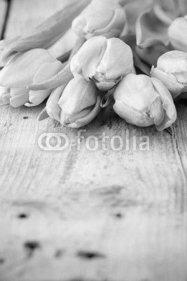 Tulip.