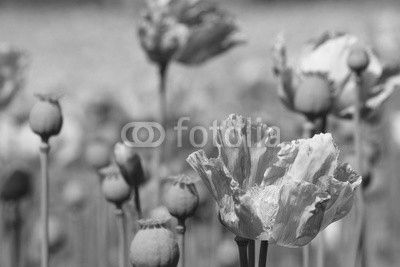 Mohnblumenfeld