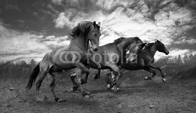 wild jump bay horses