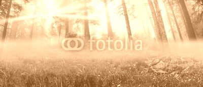Radiance misty forest