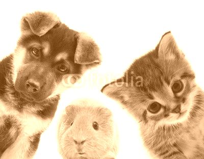 Puppy and kitten and guinea pig