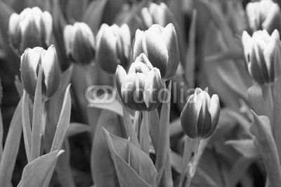 Tulips Bouquet