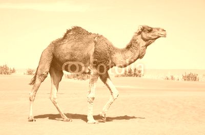 Walking camel