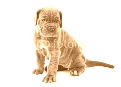 Beautiful young puppy italian mastiff cane corso (1 month)