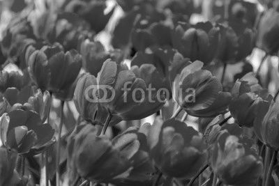 There are many red tulips in the spring garden.