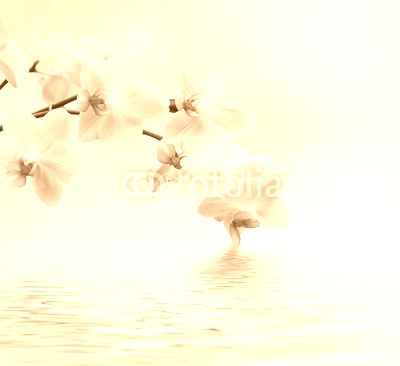 Beautiful white orchid