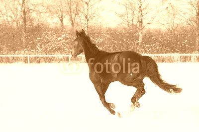 Horse bay color running on white snowy fiel