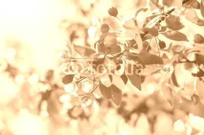 Apple blossom over nature background, beautiful spring flower