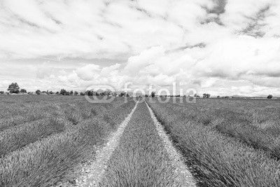 Lavander field