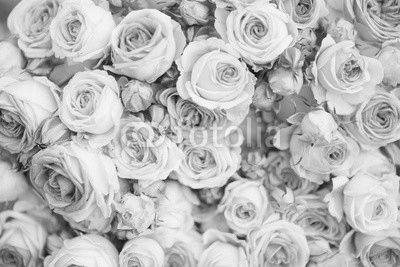 Bright pink roses background