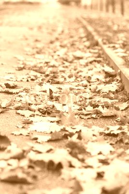 autumn leaves