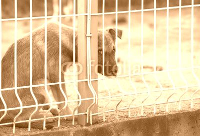 sad puppie behind fence