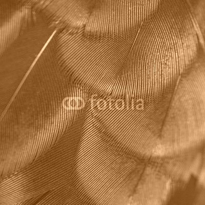 close-up peacock feathers