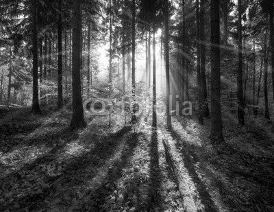 Grüner Wald im Sommer mit Sonnenstrahlen
