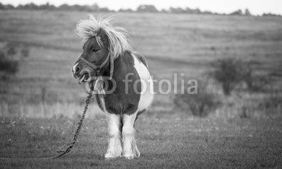 Disagreement, picture of a pony showing disagreement