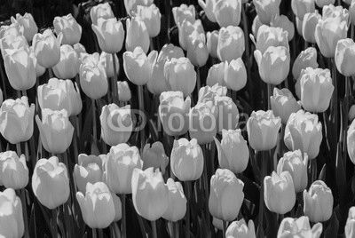Red tulips. Beautiful bouquet of tulips. colorful tulips.