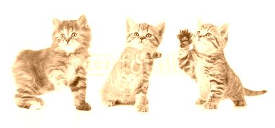 Set of various kittens with paw up isolated