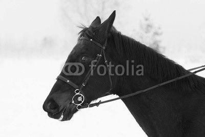 Portrait of brown horse head in winter 