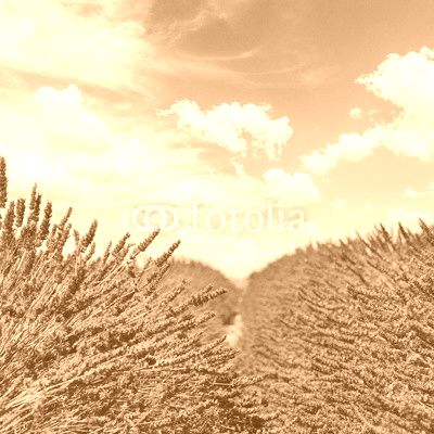 fresh Lavender field with summer blue sky close up with copy space on sky background, France