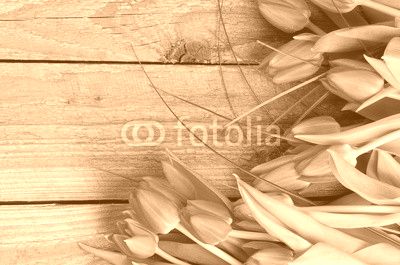 Spring Tulips