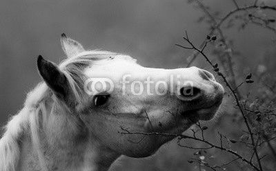 cavallo