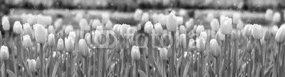 White tulips background.
