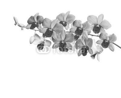 Orchids on white background with clipping path