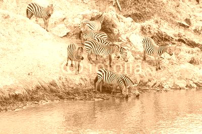 zebra