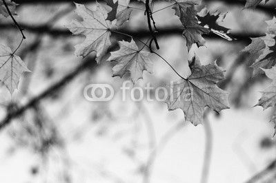 autumn leaves on sky