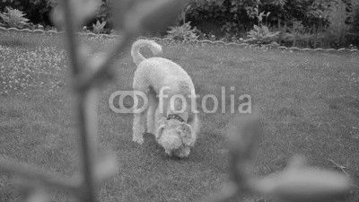 White Labradoodle sniffing. Dog sniffing green grass. Dog looking down. Smart dog searching. White puppy searching outside. Lovely pet on green lawn