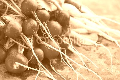 fresh radish