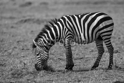 herd of zebra