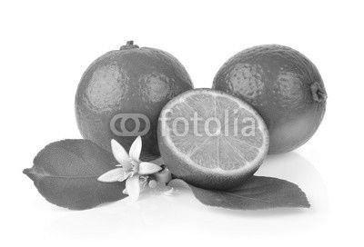 lime on white background