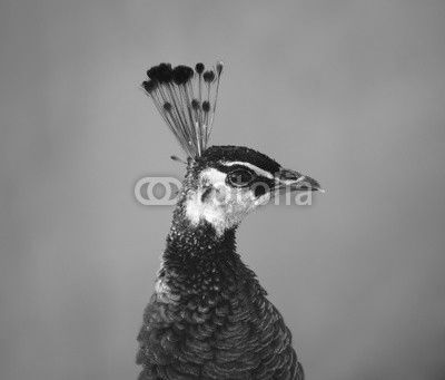 The peacock, close-up of the head