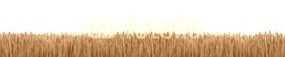 Gras Textur als Hintergrund Panorama
