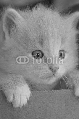 Kitten in the box
