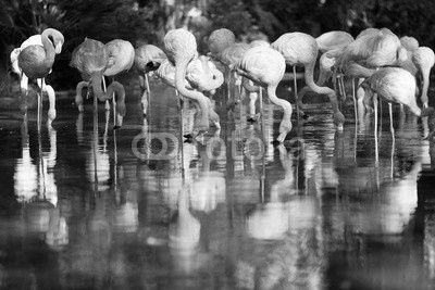  flamingos standing in water of pond