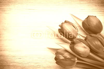 Tulip.